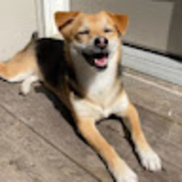 Meet your Posher, Eva - Picture 1 of 1